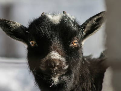 Bild 16 aus  Egglbauer