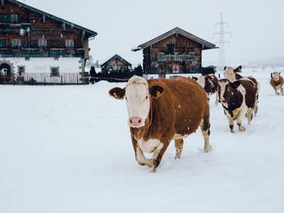 Bild 56 aus  Chalet Steinerner Meerblick