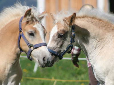 Bild 25 aus  Gut Darrehof