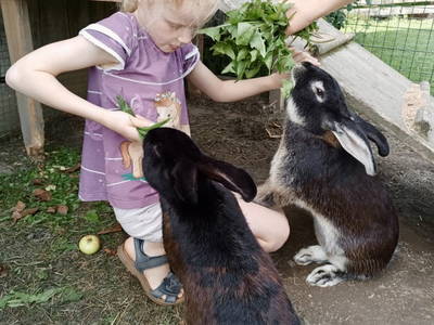 Bild 89 aus  Rutarhof