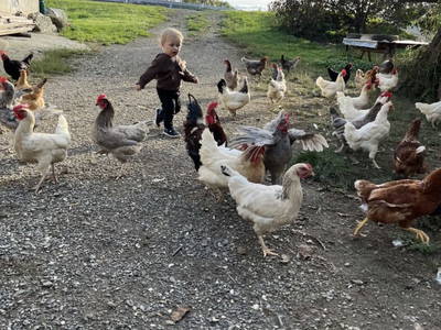 Bild 11 aus  Rabl vlg. Wirth