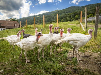 Bild 13 aus  Schobergut