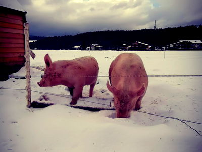 Bild 95 aus Bauernbräugut