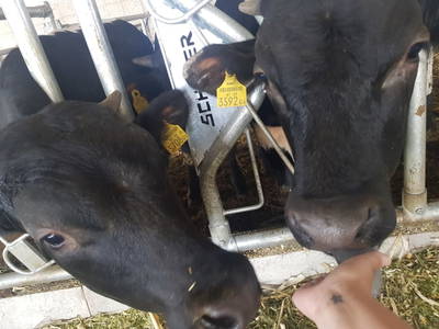 Bild 55 aus  Santnergut