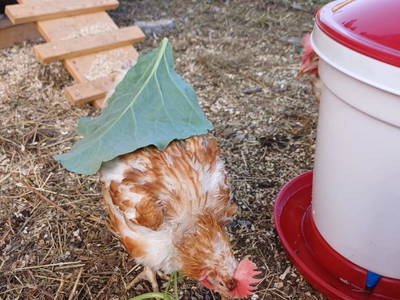 Bild 50 aus  Vorderzettn