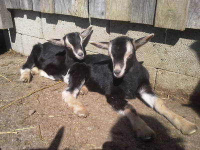 Bild 86 aus  Biohof Schmidbauer