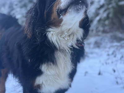 Bild 122 aus  Zwanzgerhof