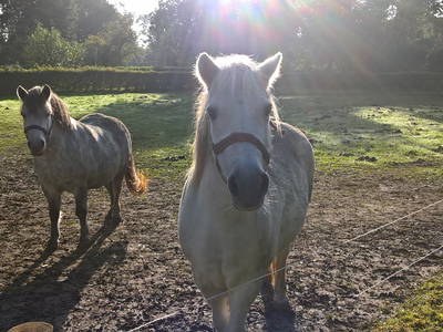 Bild 18 aus  Tommis Landhof