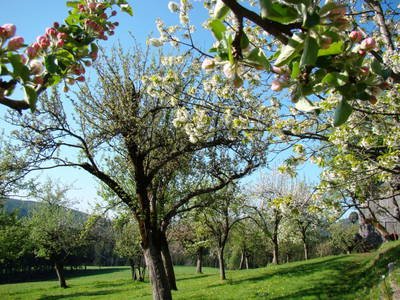 Bild 18 aus  Pöckelhofer