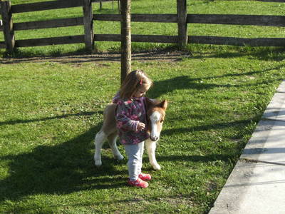 Bild 134 aus  Bauernhof Katin