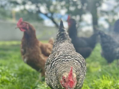 Bild 121 aus  Kinderbauernhof Albeineler Pitztal Tirol