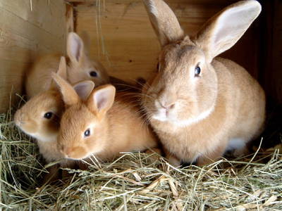 Bild 9 aus  Ferienhof Am Wunderberg