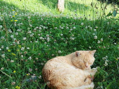 Bild 38 aus  Ferienhaus Untergrünweg