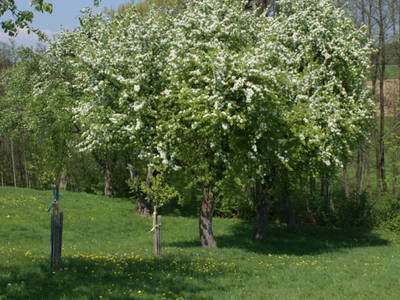 Bild 24 aus  Landhof Pihringer