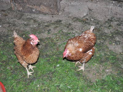 Bild 214 aus  Untererschbaum