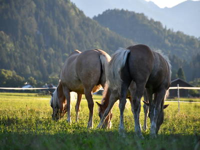 Bild 44 aus  Augustinerhof