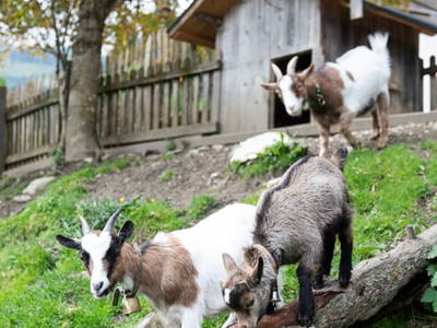 Bild 35 aus  Göttfriedbauer