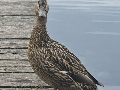 Bild 182 aus  Pimperlhof