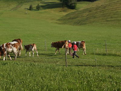 Bild 66 aus  Taxengut