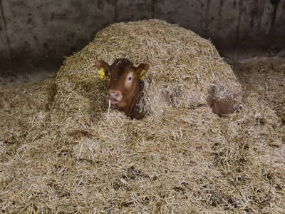 Bild 222 aus  Seewaldhof