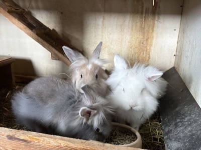 Bild 105 aus  Schuistlhof