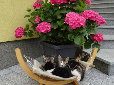 Bild 70 aus  Landhaus Grub