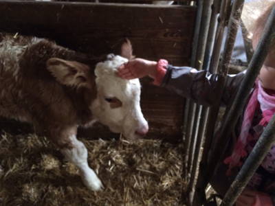 Bild 92 aus  Sportbauernhof Hochalmblick