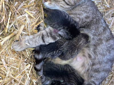 Bild 29 aus  Bio-Bergbauernhof Möslhof