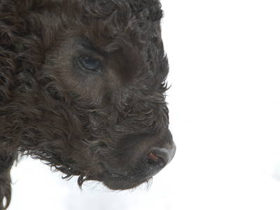 Bild 19 aus  Lutzmannhof Moar z Winklern