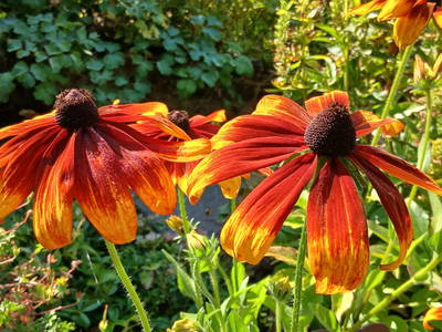 Bild 38 aus  Die Gudrun