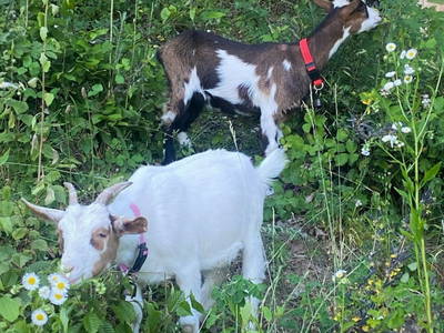 Bild 24 aus  Privatzimmer Haring