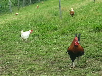 Bild 53 aus  Bauernhaus Gschwandner