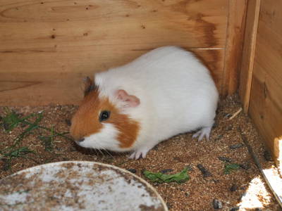 Bild 218 aus  Untererschbaum