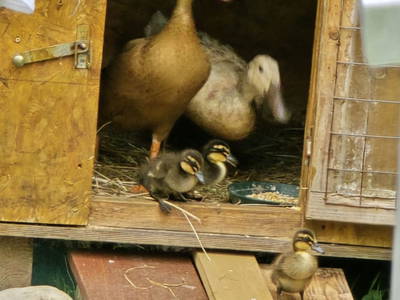 Bild 52 aus  Santnergut