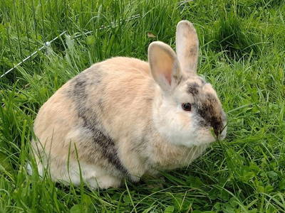 Bild 12 aus  Hamkenshof