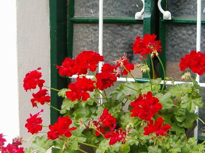 Bild 101 aus  Laubgassl