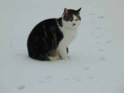 Bild 38 aus  Schmankerl und Gast Heiderer