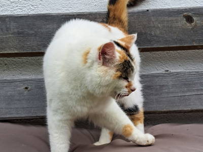 Bild 27 aus  Chalet Mittner Wirt