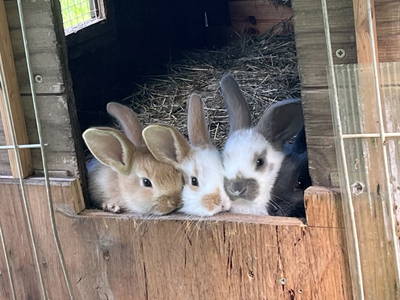 Bild 24 aus  Ferienhaus Gegg vlg. Pauritschmichl