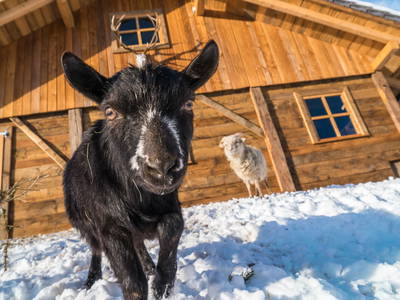 Bild 36 aus  Familienhotel-Gasthof Hinteregger