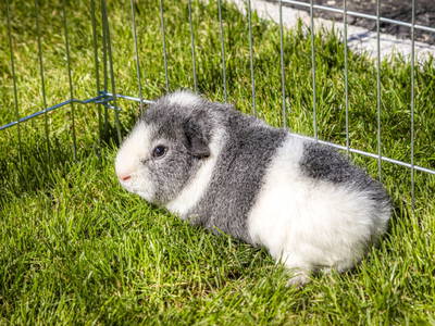 Bild 55 aus  Pochergütl