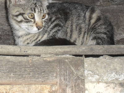 Bild 22 aus  Zwanzgerhof