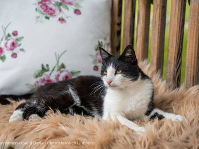 Bild 62 aus  Obergrafenberger