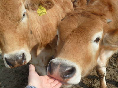 Bild 21 aus  Bauernhof Kamsker-Stuber