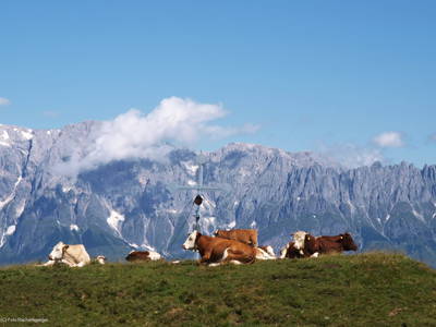 Bild 90 aus  Taxengut