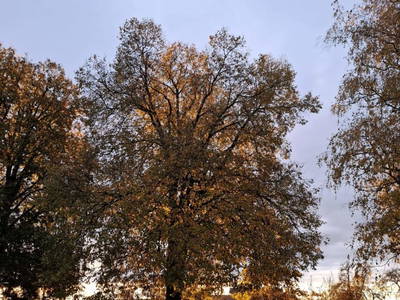 Bild 159 aus  Zehentnerhof