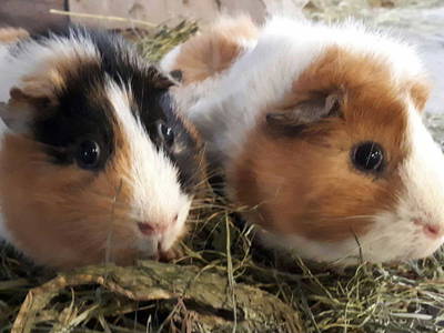 Bild 89 aus  Tobadillerhof Kinderbauernhof Pitztal Tirol