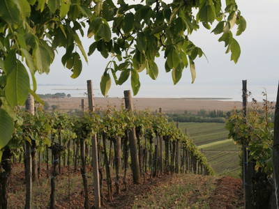 Bild 15 aus  Pension Hareter