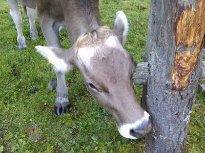 Bild 67 aus Linarhof