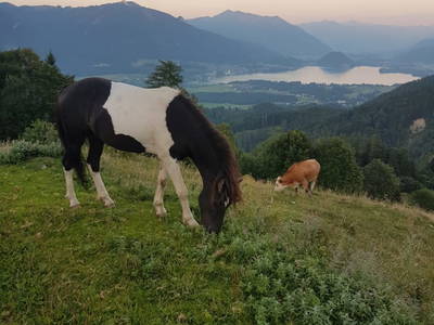 Bild 30 aus Reiterhof Suassbauer